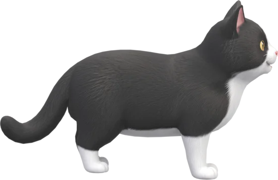 Tuxedo cat
