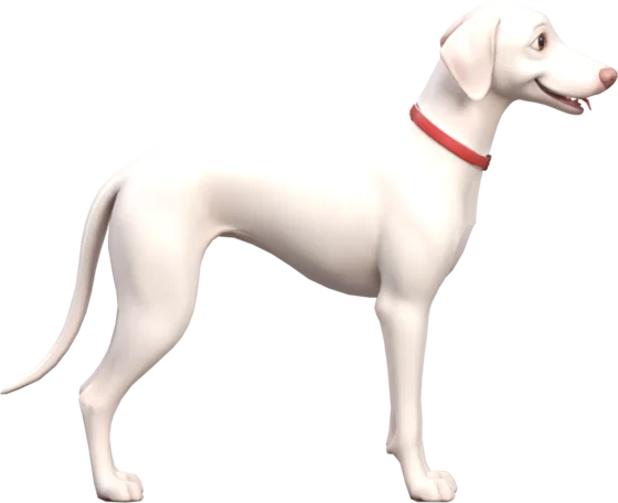 Whippet